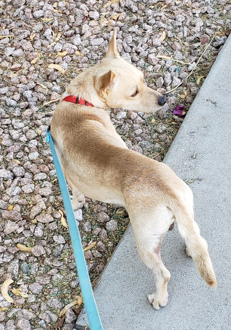 Swivel, a Chihuahua and Poodle (Small) mix tested with EmbarkVet.com