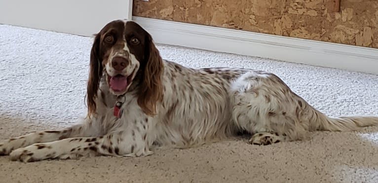 Lincoln, a Llewellin Setter tested with EmbarkVet.com