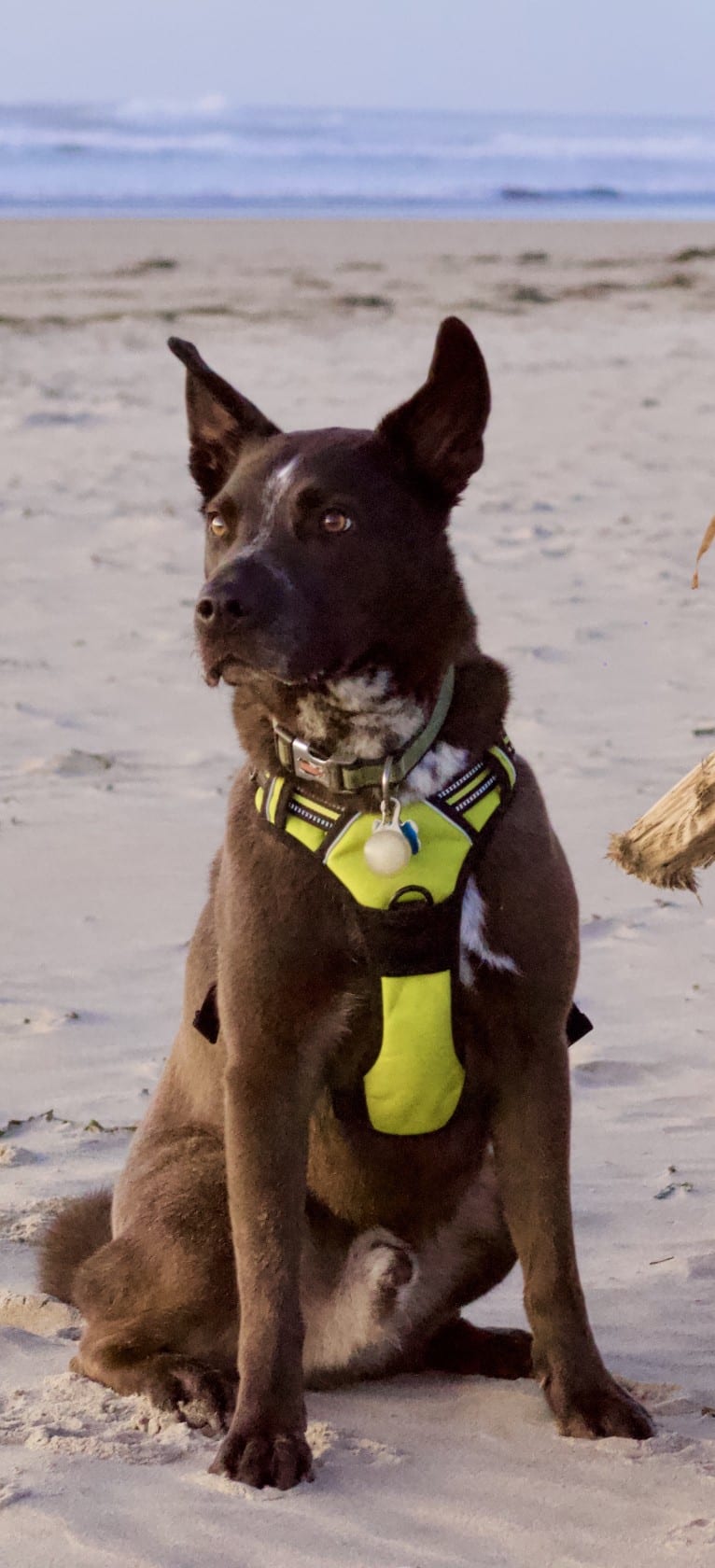 Koa, an American Pit Bull Terrier and Siberian Husky mix tested with EmbarkVet.com