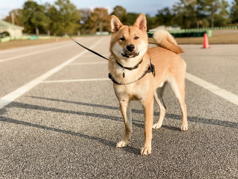 Axel, a Shiba Inu tested with EmbarkVet.com