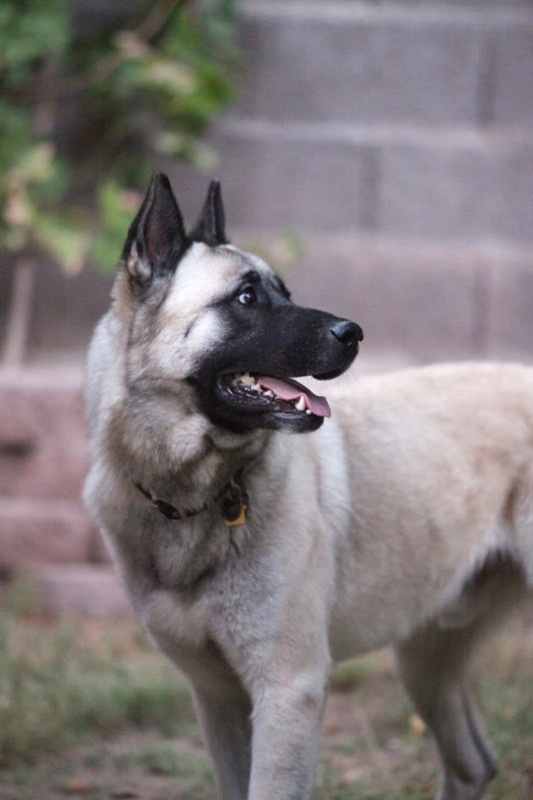 Max, an Akita and German Shepherd Dog mix tested with EmbarkVet.com