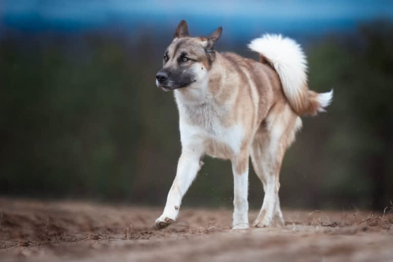 Anouk, a Yakutian Laika and Akita Inu mix tested with EmbarkVet.com