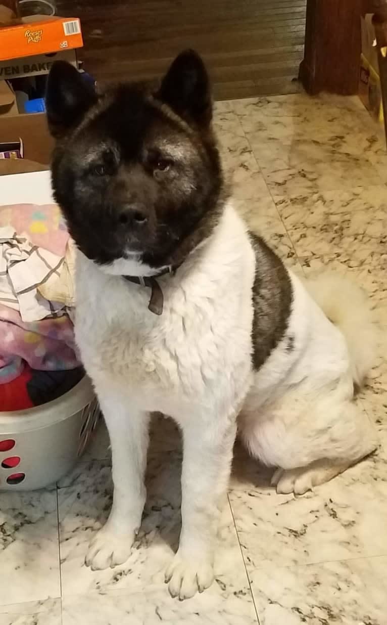 Sansa, an Akita tested with EmbarkVet.com