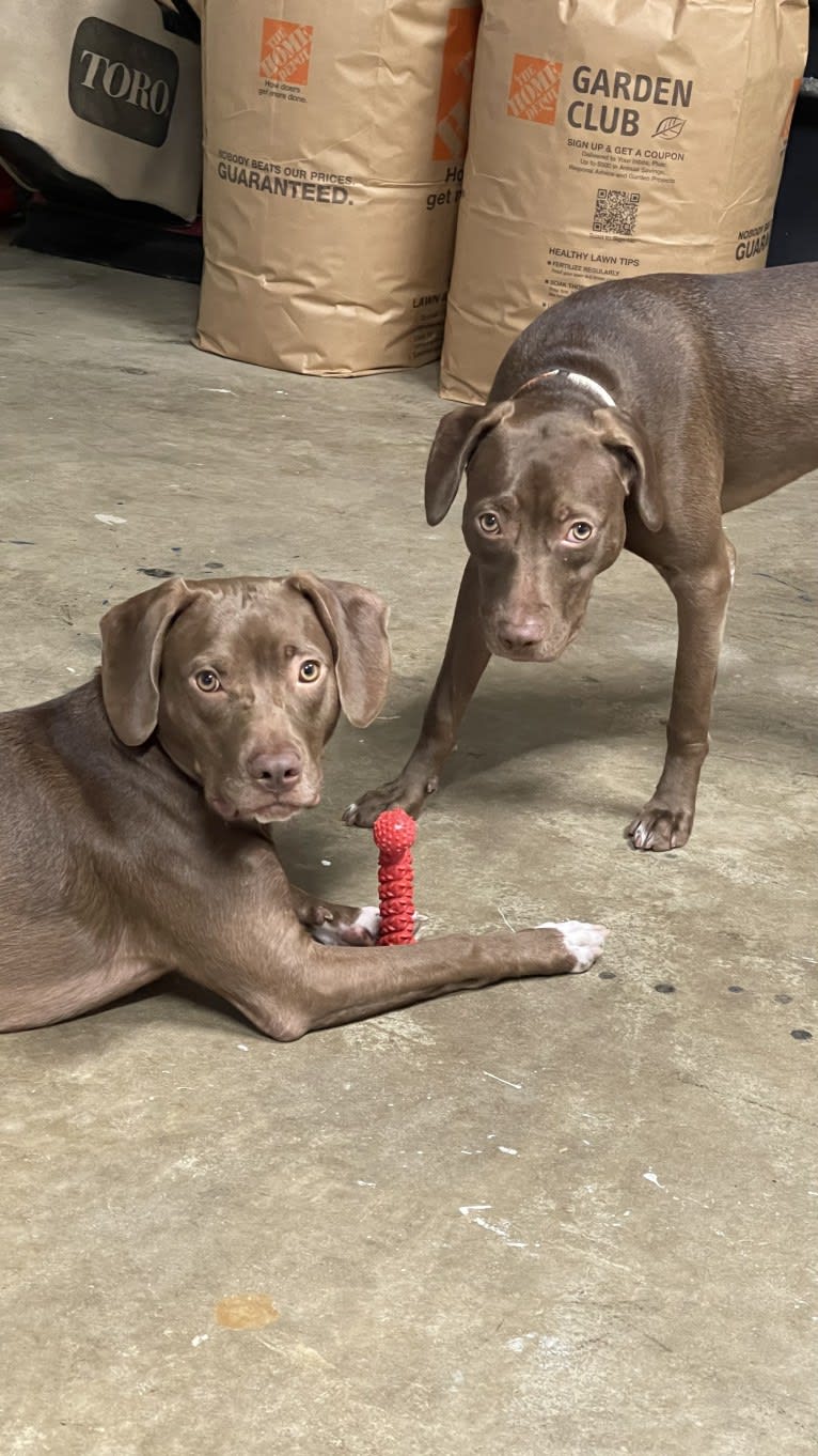 Utah, an American Pit Bull Terrier and Boykin Spaniel mix tested with EmbarkVet.com