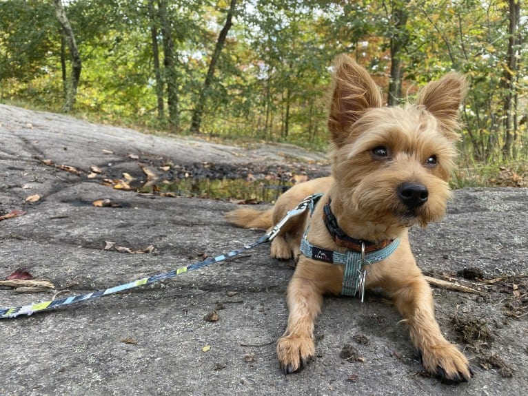 Scrappy, a Silky Terrier and Pomeranian mix tested with EmbarkVet.com