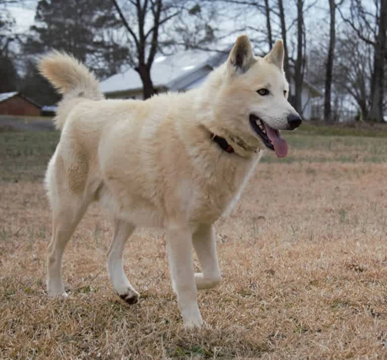 Momo a dog tested with EmbarkVet.com