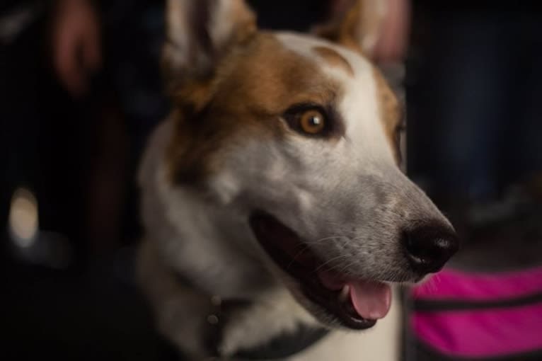 Amos, an Australian Cattle Dog and Schipperke mix tested with EmbarkVet.com