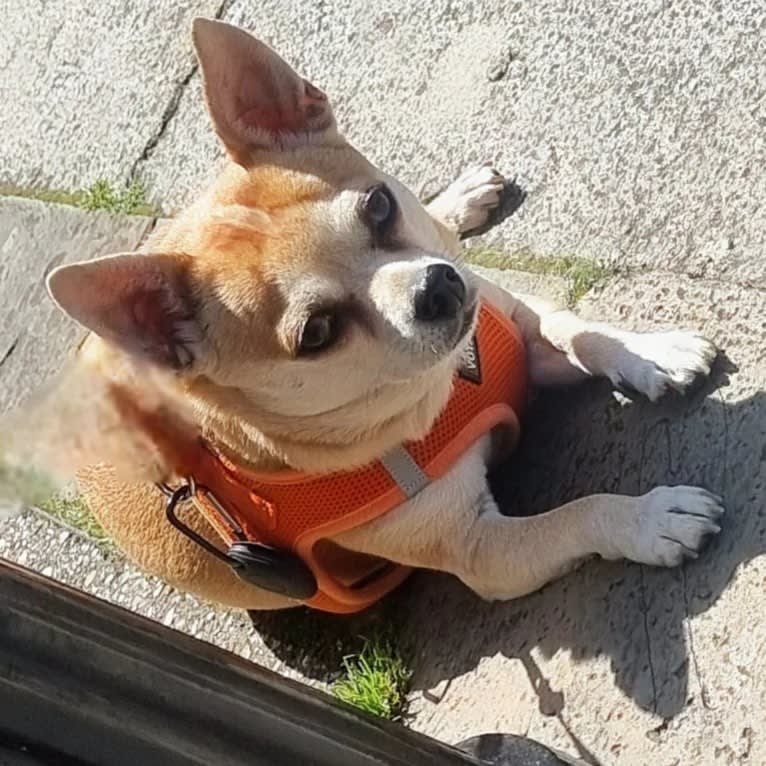 JOE, a Chihuahua and Yorkshire Terrier mix tested with EmbarkVet.com