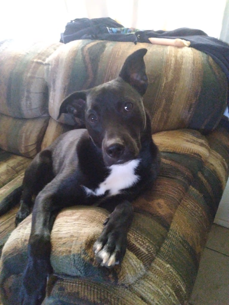 Egon The Grifter, an American Pit Bull Terrier and American Bully mix tested with EmbarkVet.com