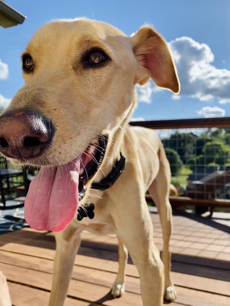 Lenny, an Arabian Village Dog tested with EmbarkVet.com