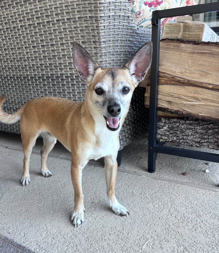 Chako, a Chihuahua and Poodle (Small) mix tested with EmbarkVet.com