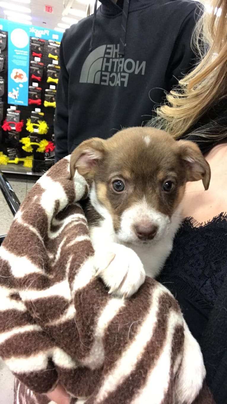 Nova, a Rat Terrier and German Shepherd Dog mix tested with EmbarkVet.com