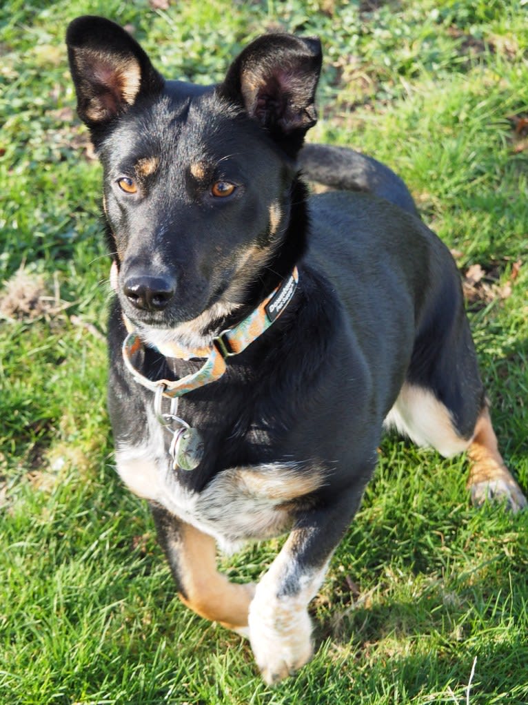 Noosa, an Australian Cattle Dog and German Shepherd Dog mix tested with EmbarkVet.com