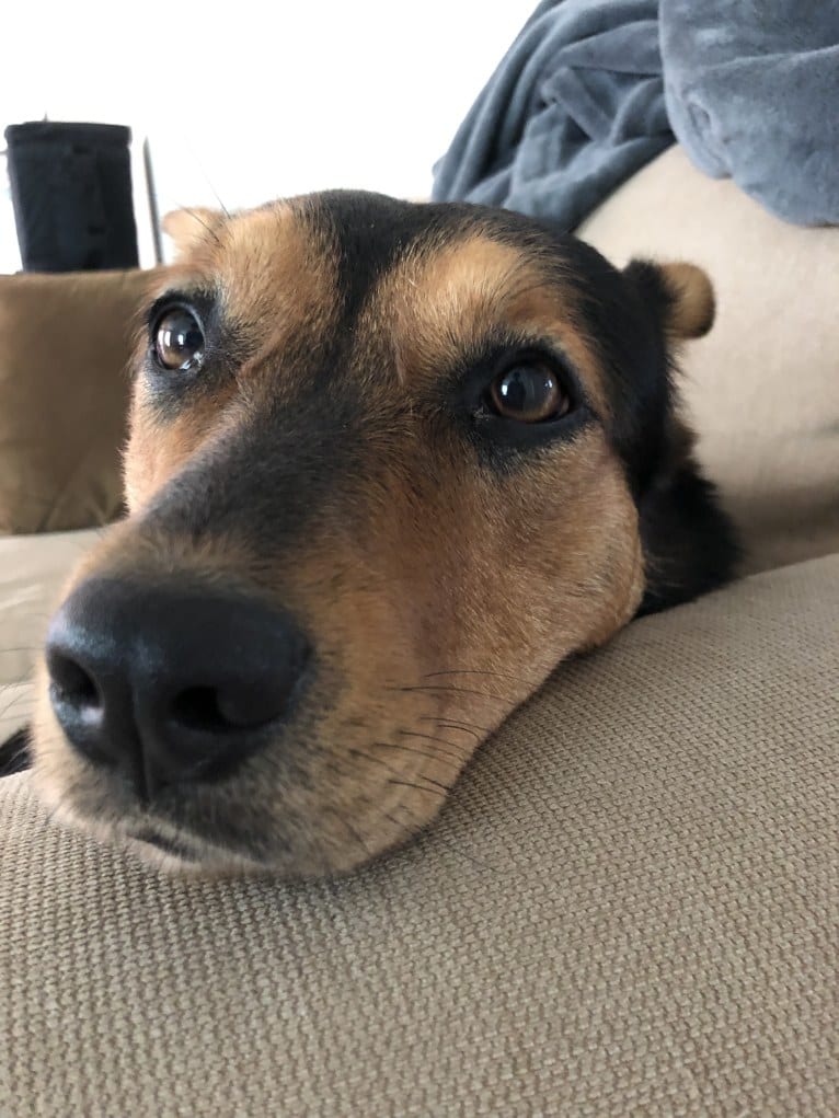 Luna, an Australian Cattle Dog and Labrador Retriever mix tested with EmbarkVet.com