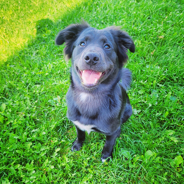 Bowser, an American Pit Bull Terrier and Siberian Husky mix tested with EmbarkVet.com