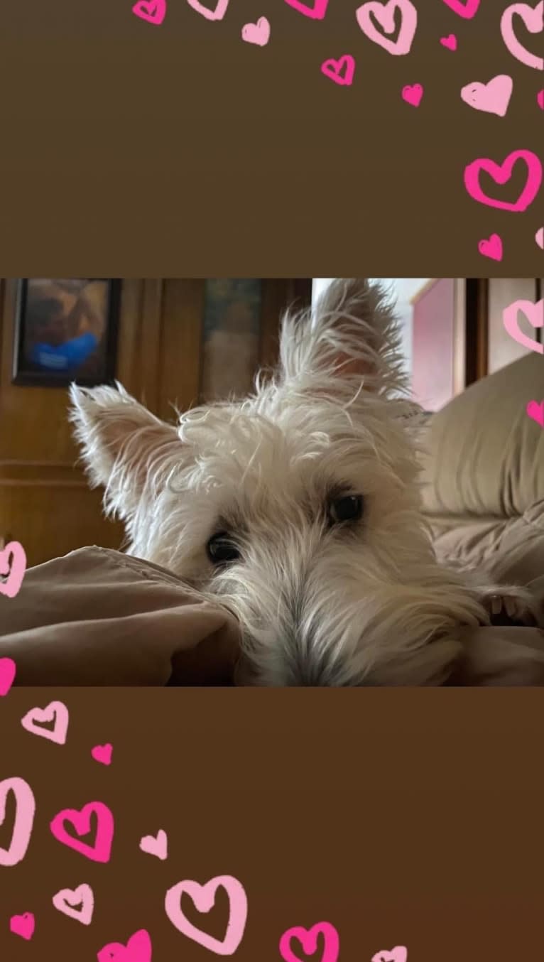 Scottie Skye Smiling at Me, a Scottish Terrier tested with EmbarkVet.com