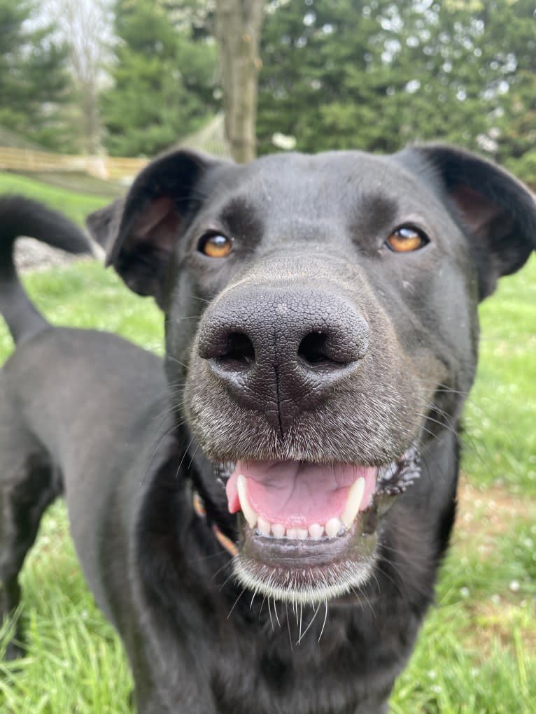 Lucas, a Chow Chow and Labrador Retriever mix tested with EmbarkVet.com