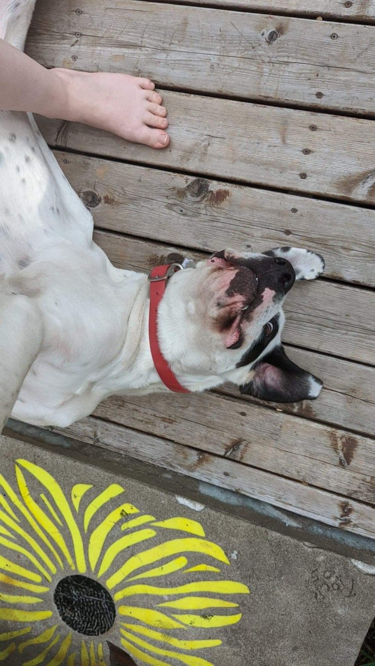 Charlie Boy, a Saint Bernard and American Pit Bull Terrier mix tested with EmbarkVet.com