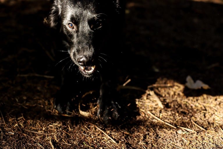 Malice aka Malicidal, a Belgian Malinois and German Shepherd Dog mix tested with EmbarkVet.com