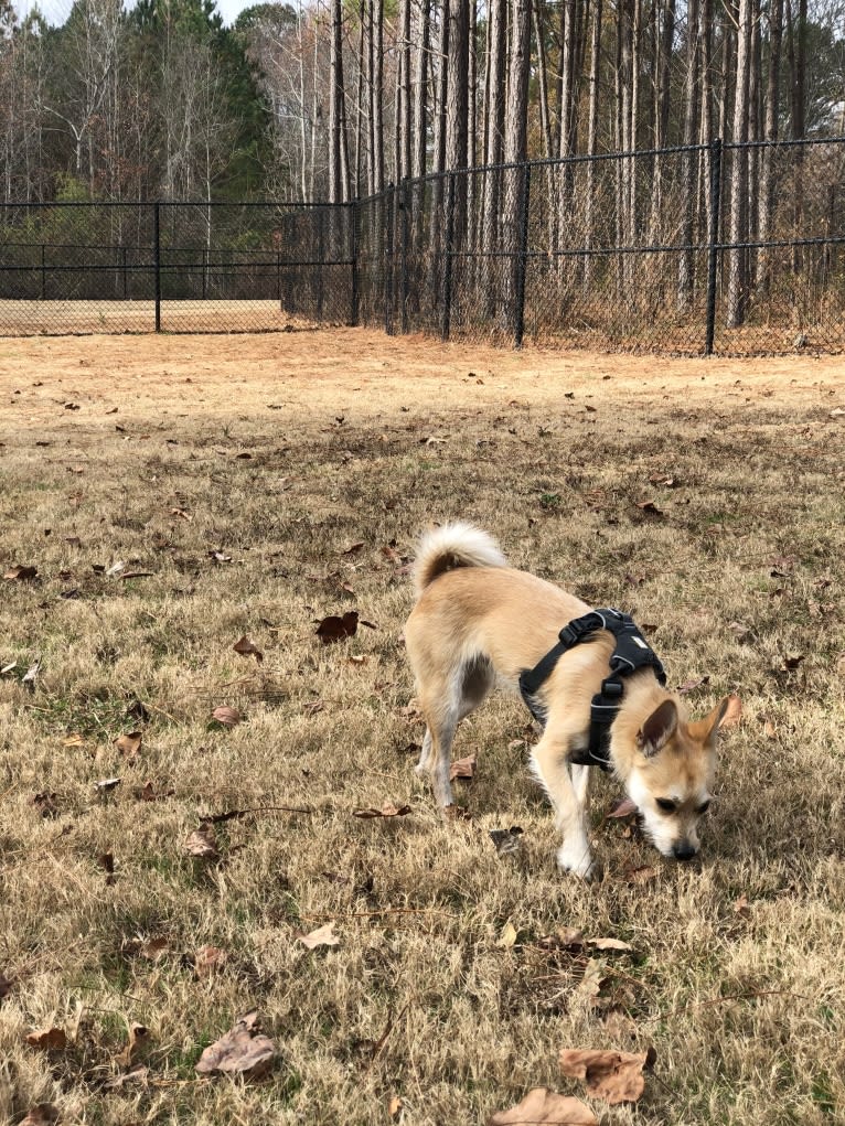 Bruno, a Pomeranian and Miniature Schnauzer mix tested with EmbarkVet.com