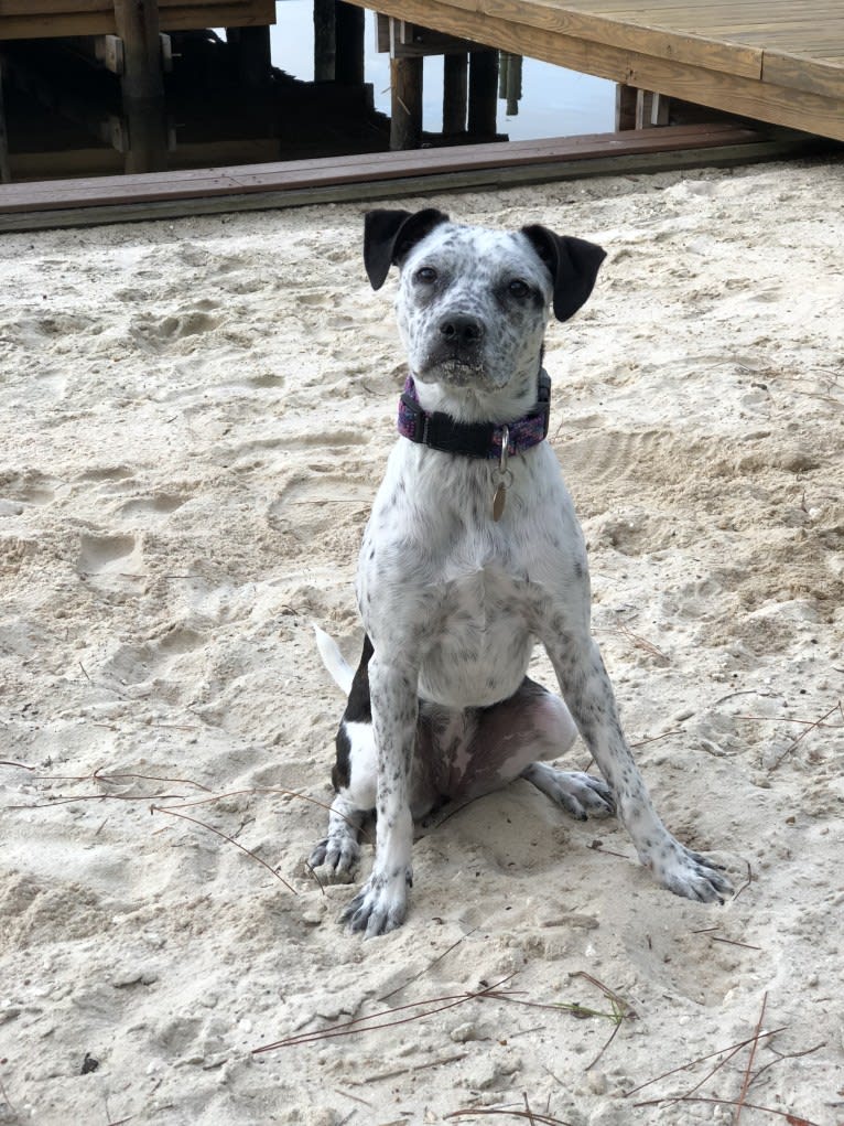 Hayes, a Boston Terrier and American Pit Bull Terrier mix tested with EmbarkVet.com