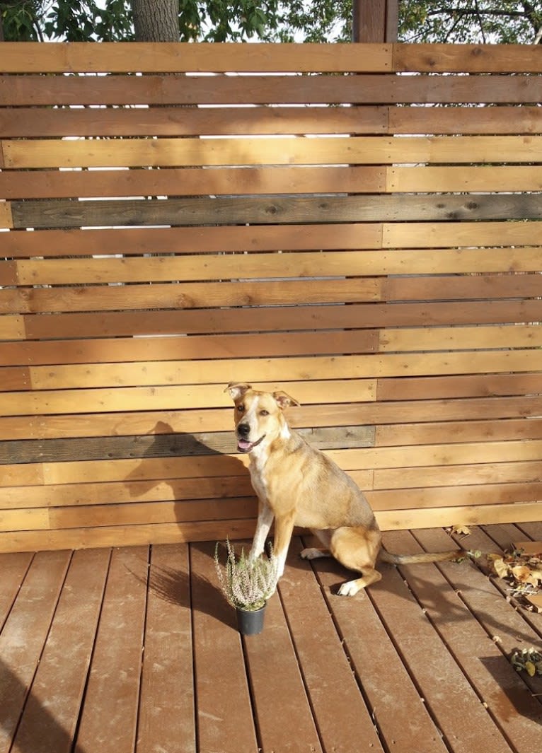 Dobi, a Boxer and German Shepherd Dog mix tested with EmbarkVet.com