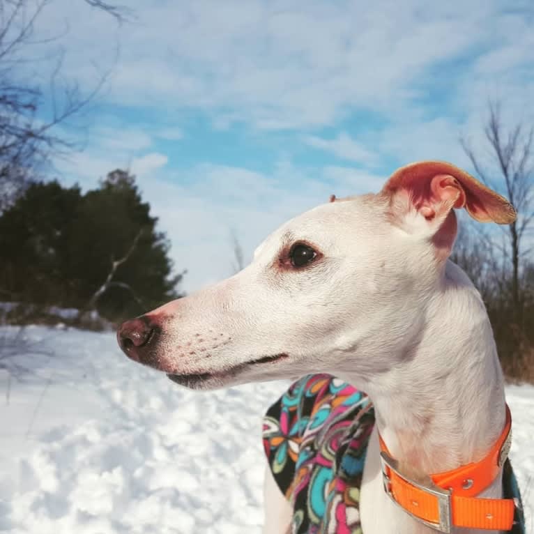 Zoom, a Whippet tested with EmbarkVet.com