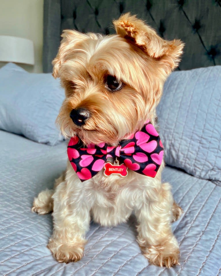 Bentley, a Yorkshire Terrier tested with EmbarkVet.com