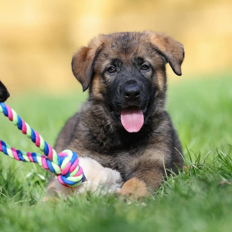 Dahmer, a German Shepherd Dog tested with EmbarkVet.com