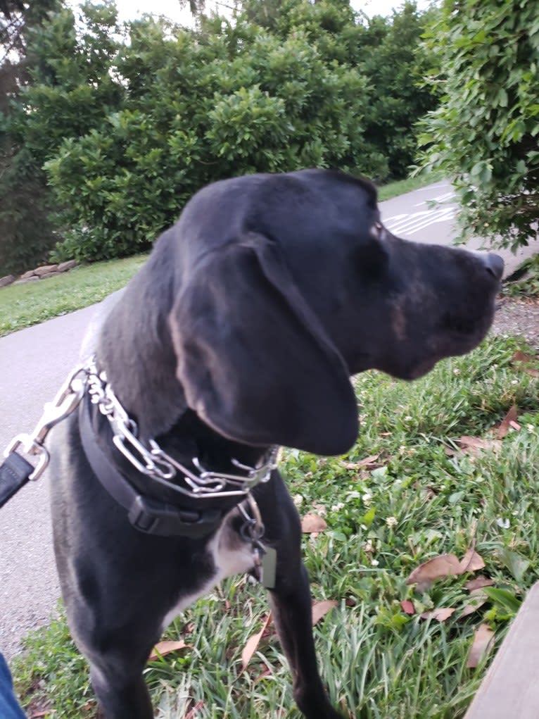 Cole, an American Leopard Hound tested with EmbarkVet.com