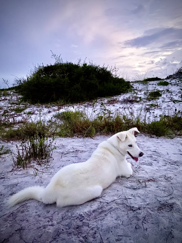 Dash, a Siberian Husky and German Shepherd Dog mix tested with EmbarkVet.com