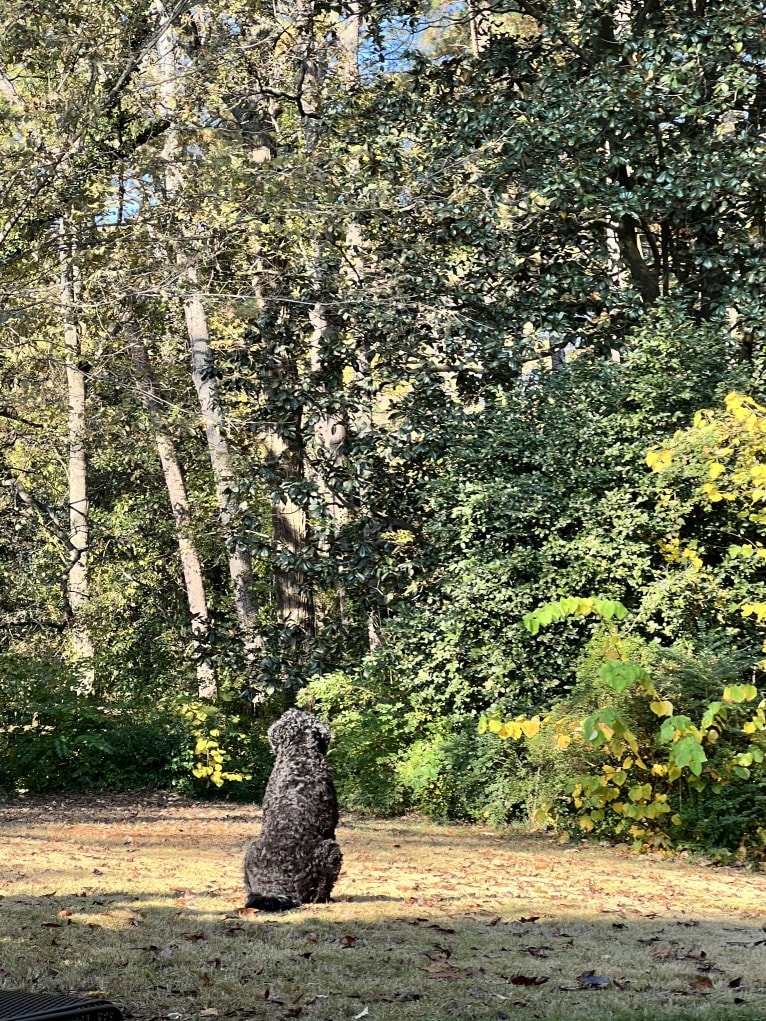 Jinx, a Black Russian Terrier tested with EmbarkVet.com
