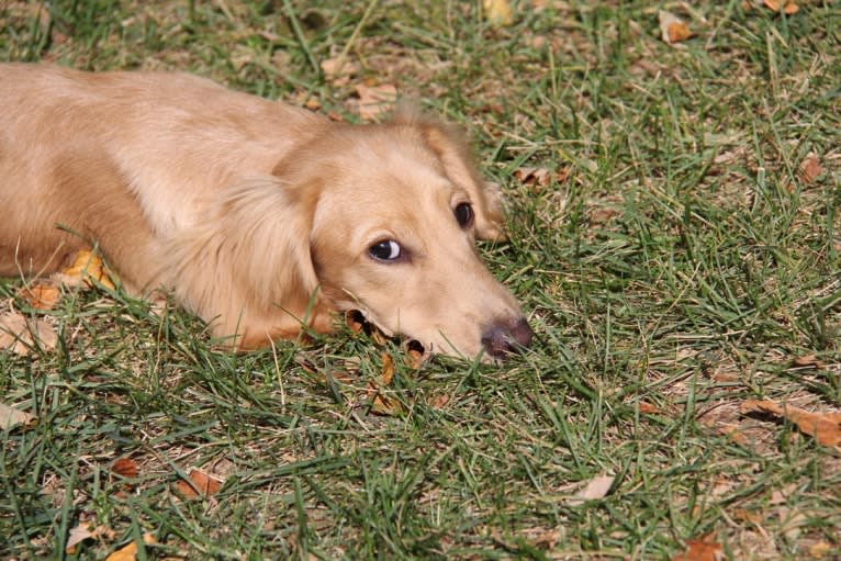 Oliver (Ollie) von Frederick, a Dachshund tested with EmbarkVet.com