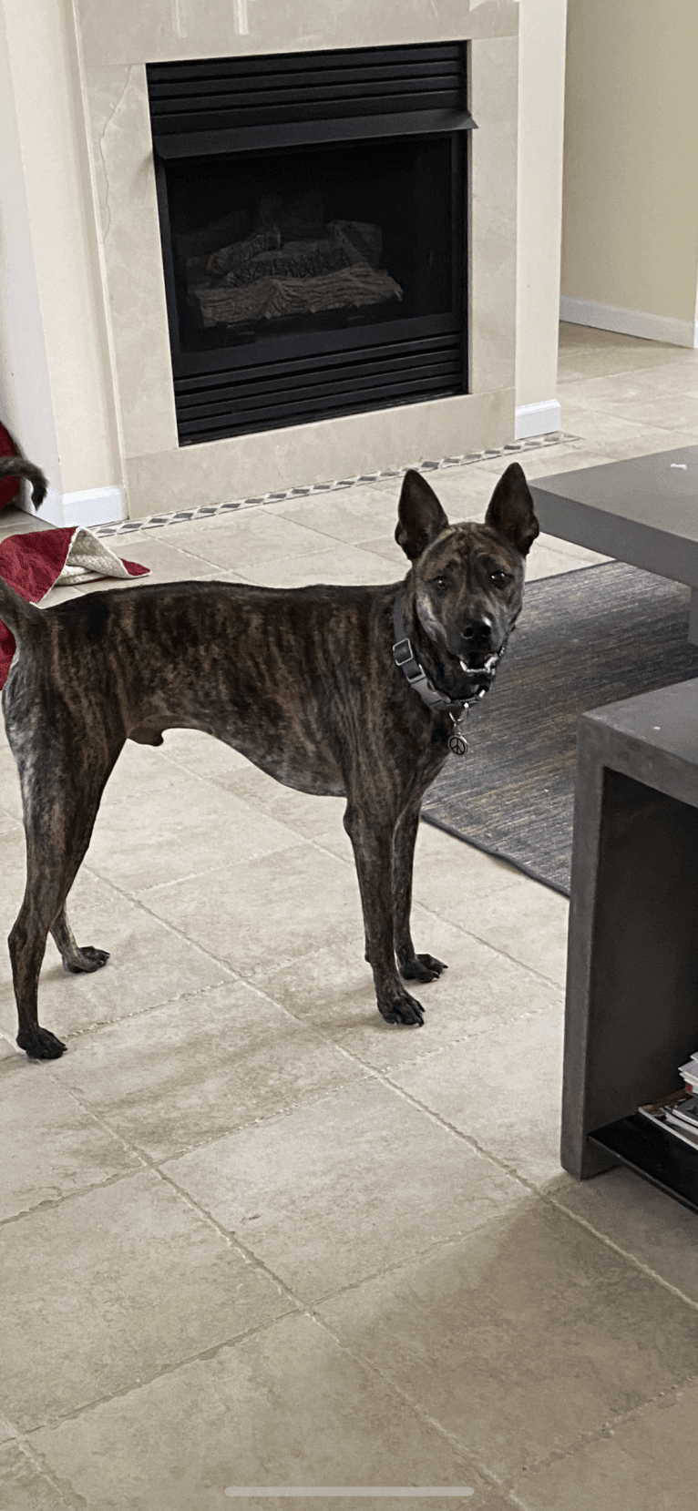 Tai, a Phu Quoc Ridgeback tested with EmbarkVet.com