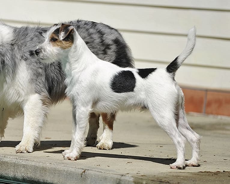 Ghost, a Russell-type Terrier tested with EmbarkVet.com