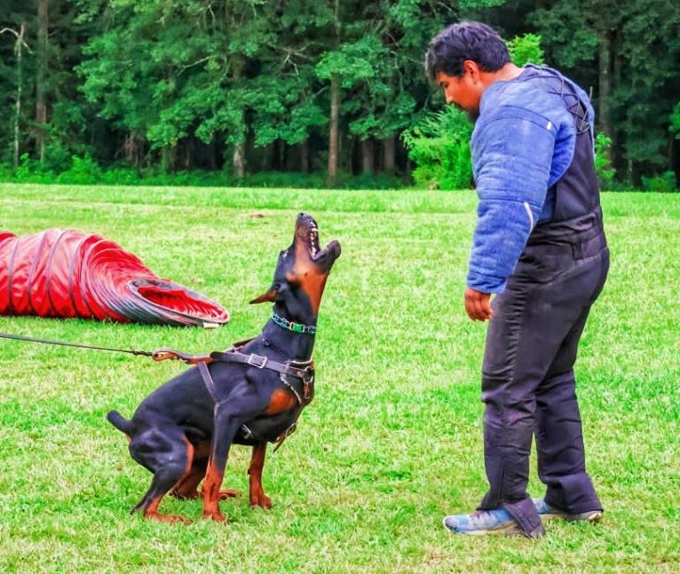 Duke, a Doberman Pinscher tested with EmbarkVet.com