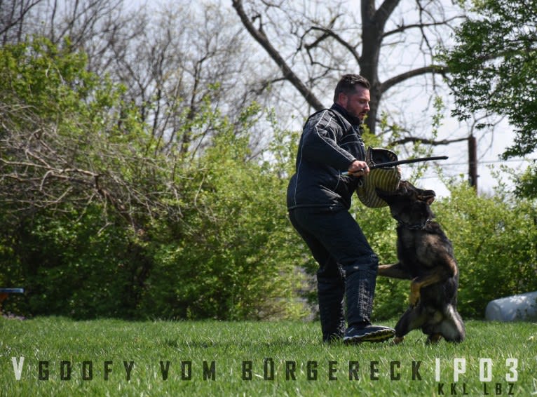 Goofy, a German Shepherd Dog tested with EmbarkVet.com