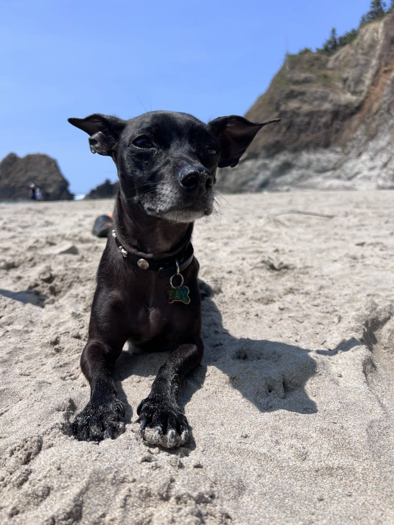 Fay, a Rat Terrier and Chihuahua mix tested with EmbarkVet.com