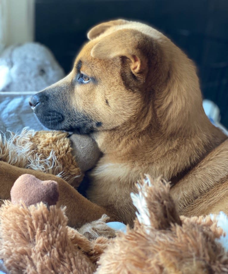 Nala, a Chow Chow and Chinese Shar-Pei mix tested with EmbarkVet.com