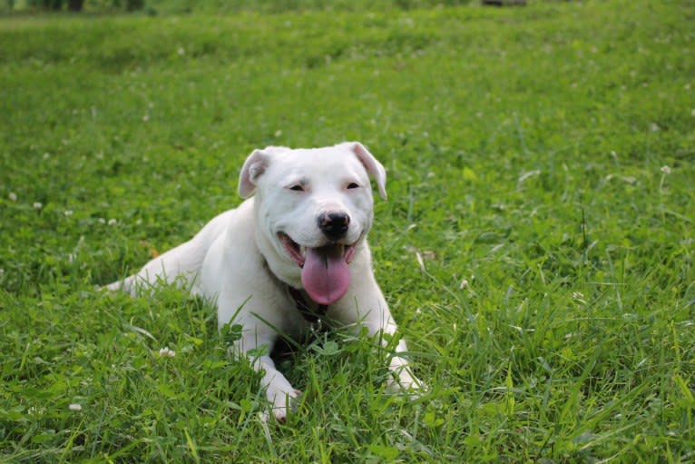 Winnie, an American Pit Bull Terrier and American Staffordshire Terrier mix tested with EmbarkVet.com