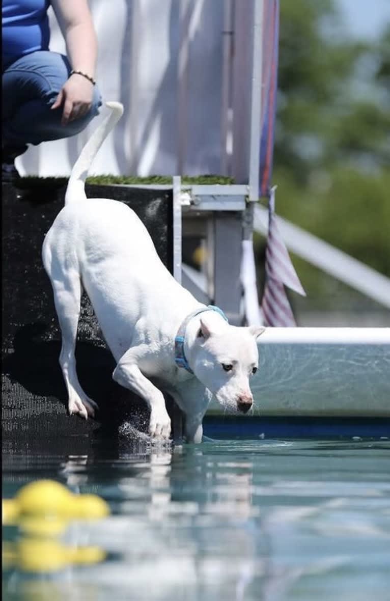 Versailles, an American Pit Bull Terrier tested with EmbarkVet.com
