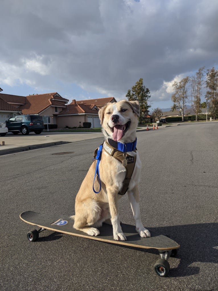 Archie, an Australian Shepherd and Jindo mix tested with EmbarkVet.com