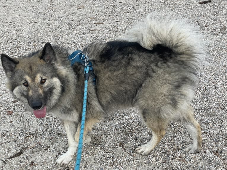 Miska, an Alaskan Malamute and German Shepherd Dog mix tested with EmbarkVet.com