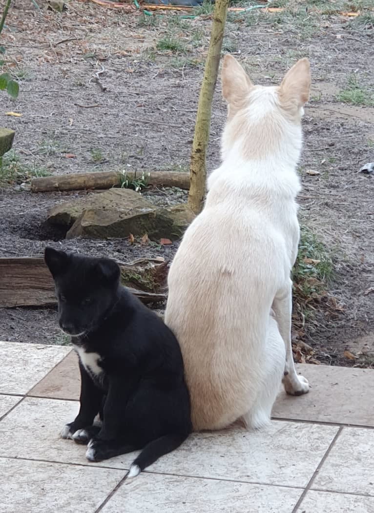 Chesley, a Canaan Dog tested with EmbarkVet.com