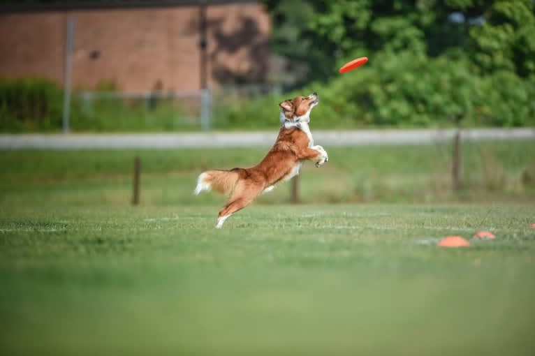 Mac, an English Shepherd tested with EmbarkVet.com