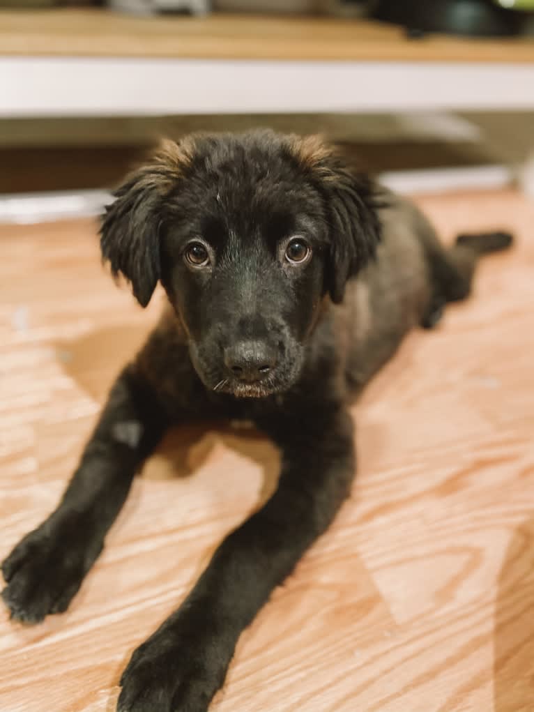 Ruth, an Australian Cattle Dog and Great Pyrenees mix tested with EmbarkVet.com