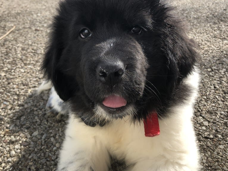 Luna, a Newfoundland tested with EmbarkVet.com