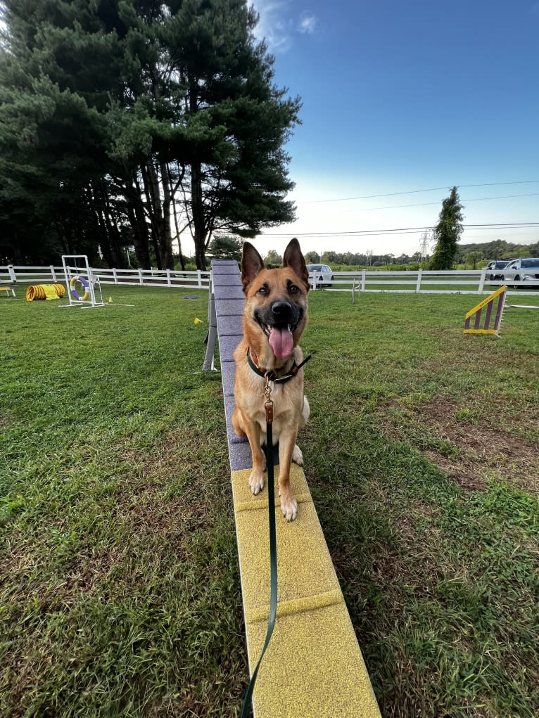 Everhett, a German Shepherd Dog and Australian Cattle Dog mix tested with EmbarkVet.com