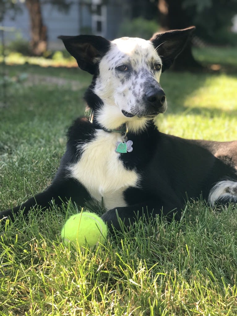 Milo, a German Shepherd Dog and Siberian Husky mix tested with EmbarkVet.com