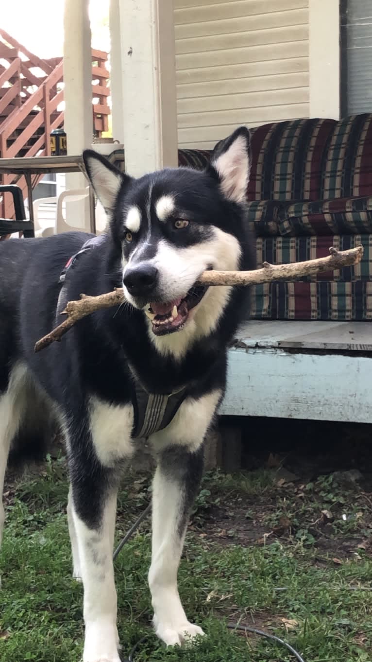 Artemis, an Alaskan Malamute tested with EmbarkVet.com